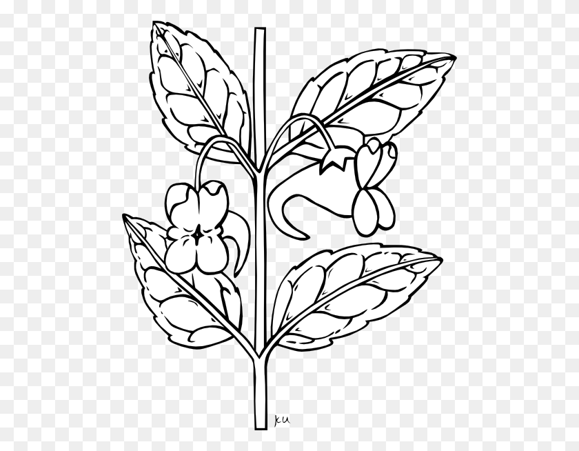 486x594 Stem With Flower Outline Clip Art Free Vector - Chrysanthemum Clipart