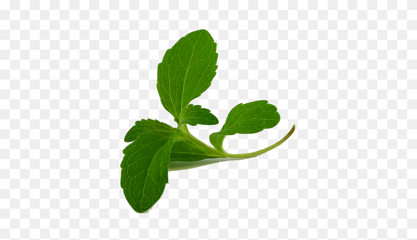 422x423 Stevia First Discovers Novel Plant Variant - Mint Leaves PNG