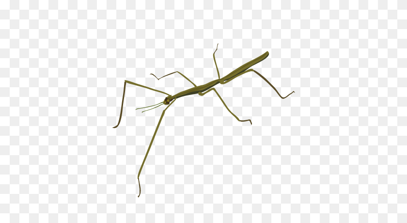 400x400 Stick Insect - Insect PNG