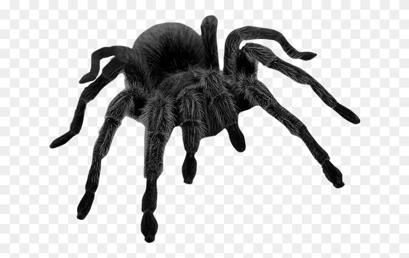 640x470 Sticker Tarantula Spider Scary Realistic - Tarantula PNG