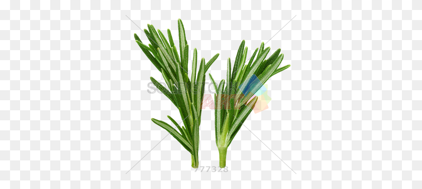 340x317 Stock Photo Of Sprigs Of Rosemary Herb Isolated On Transparent - Rosemary PNG