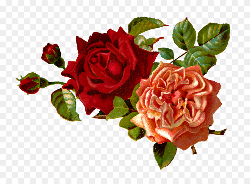 1600x1150 Stock Rose Clipart - Watercolor Roses PNG