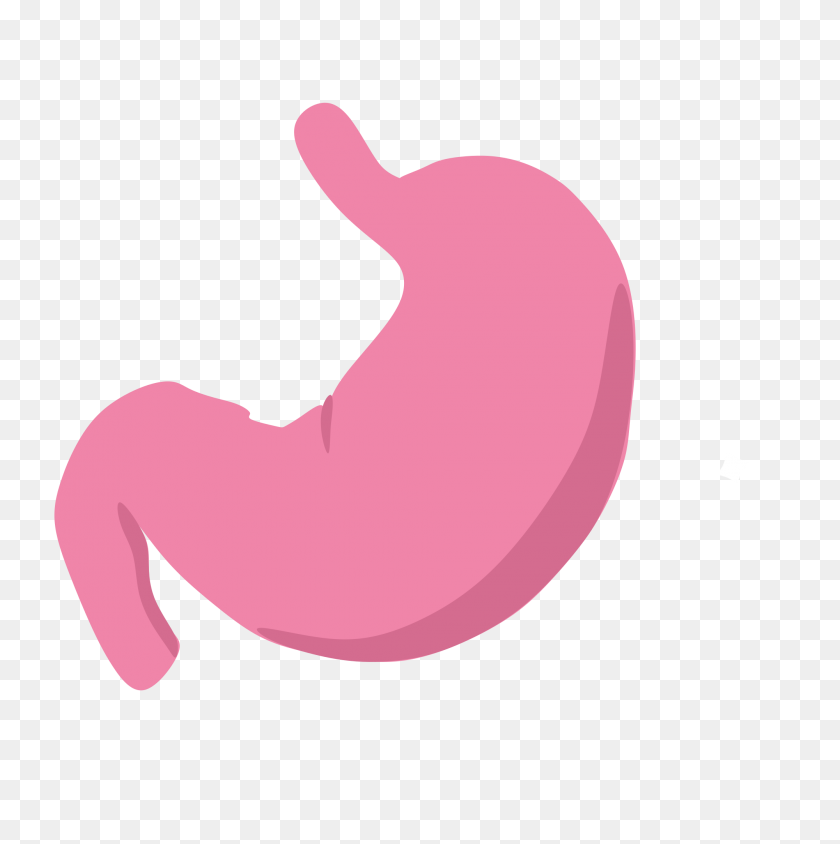 2000x2012 Stomach - Stomach PNG