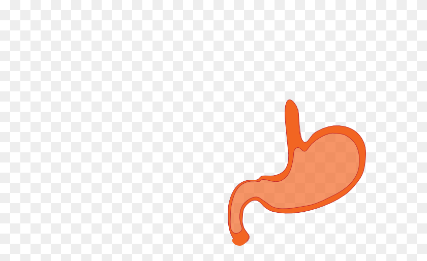 600x454 Stomach Clip Art - Stomach PNG