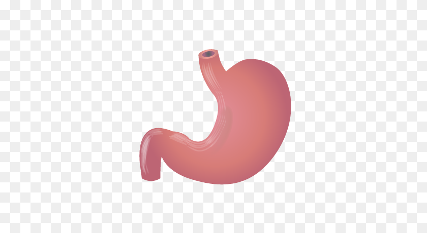 400x400 Stomach Png Hd Transparent Stomach Hd Images - Stomach PNG