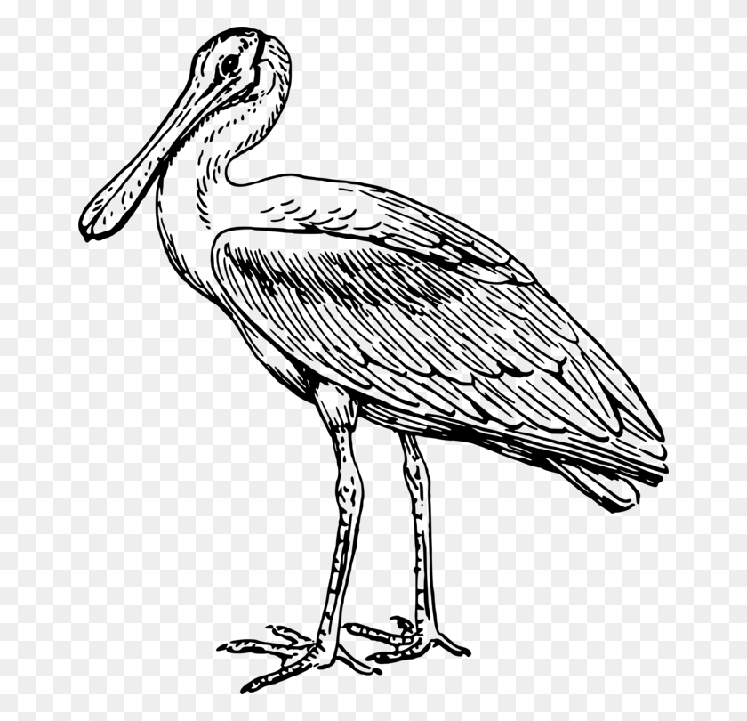 664x750 Stork Line Art Drawing Pelecaniformes Spoonbills - Pelican Clip Art