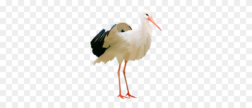 238x300 Stork Png Images - Stork PNG