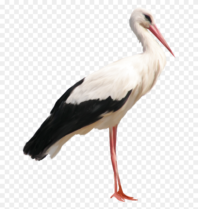 650x827 Stork Png Transparent Png Sticker - Stork PNG