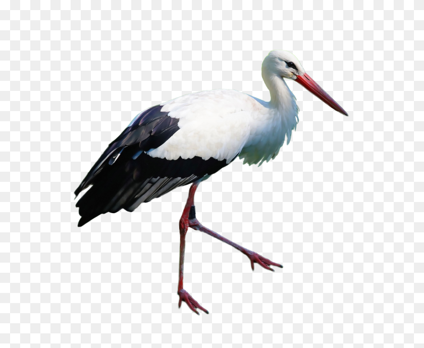 3829x3092 Stork Standing Png Image - Stork PNG
