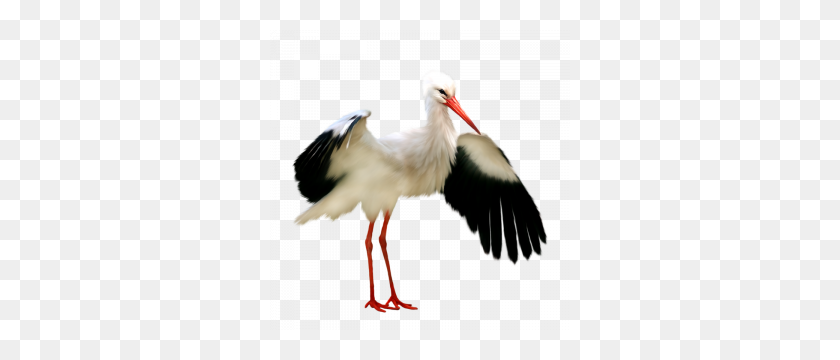 300x300 Stork Transparent Png Image Web Icons Png - Stork PNG