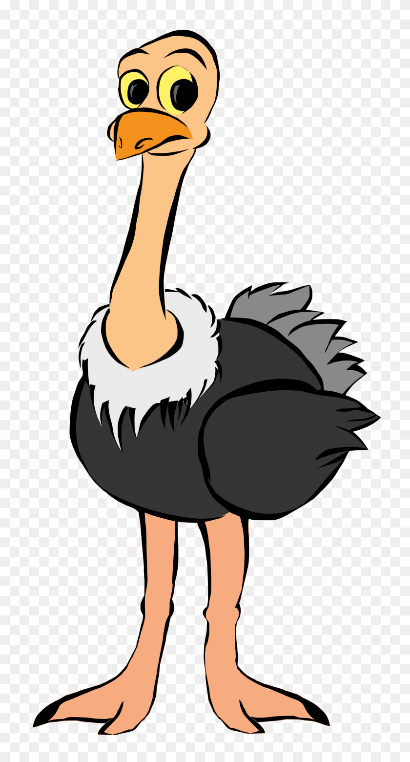 2000x3847 Strace - Ostrich PNG