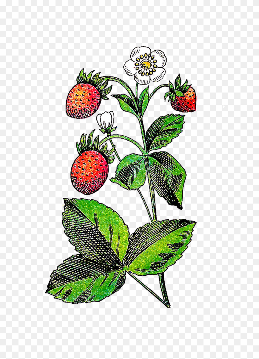1073x1519 Strawberry Flower Fruit Plant Clip Art - Fruit Of The Spirit Clipart