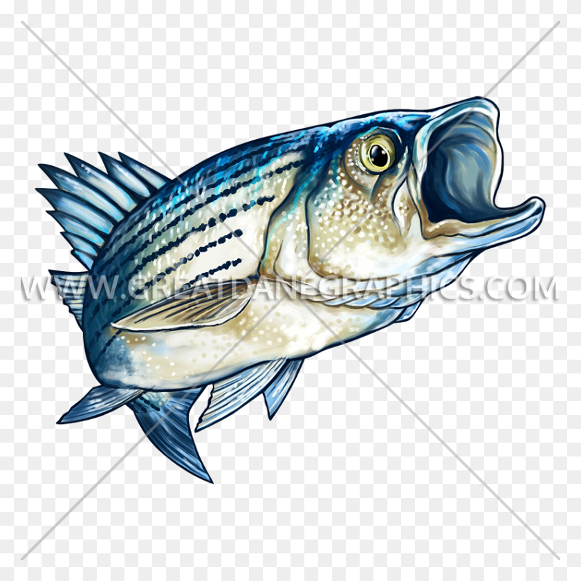 825x825 Striped Bass Production Ready Artwork For T Shirt Printing - Striped Bass Clipart