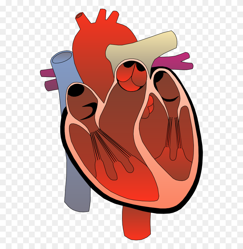 564x800 Структура Настоящего Сердца, Анатомия Системы Тела Картинки - Кружева Сердце Клипарт