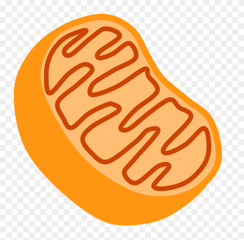 1280x1258 Structure Of Chromosomes - Chloroplast Clipart