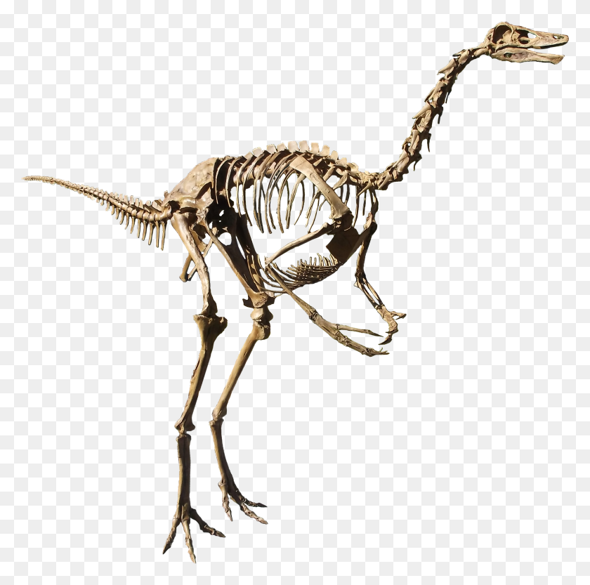 2228x2209 Struthiomimus Isolated - Fossil PNG