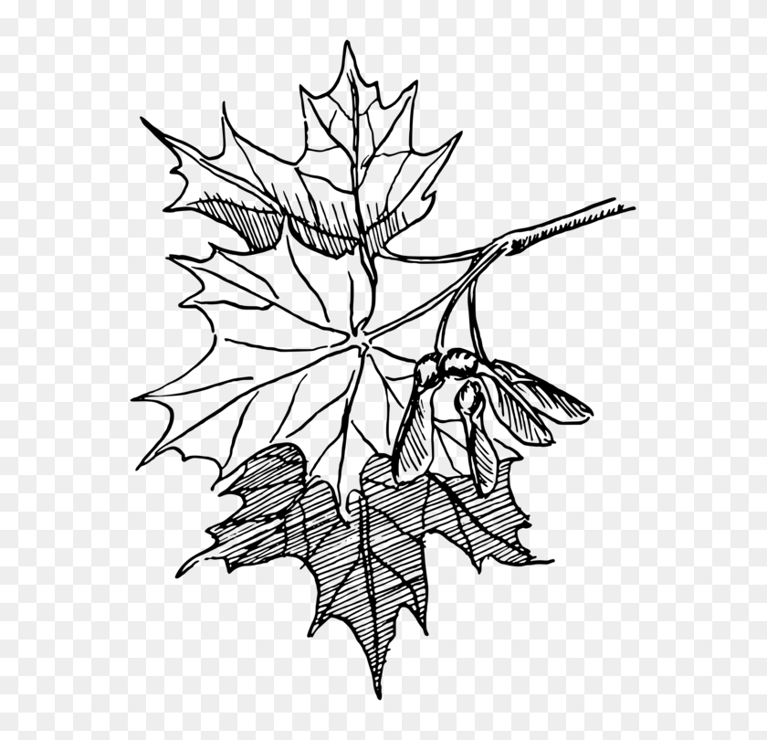 581x750 Sugar Maple Maple Leaf Dibujo De Arte De Línea De Otoño De Color De La Hoja Gratis - Árbol De Arce De Imágenes Prediseñadas