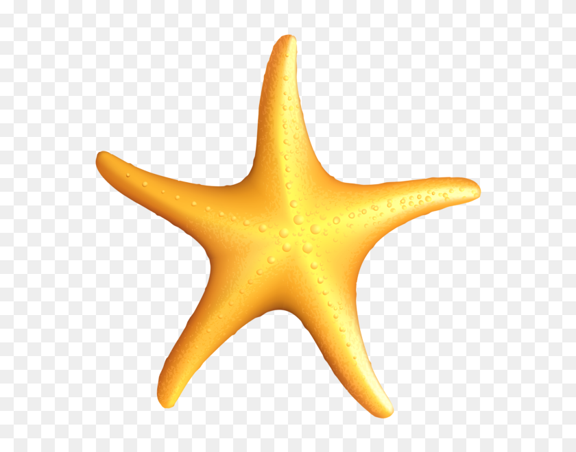 584x600 Летние Картинки, Морские Звезды - Медуза Клипарт