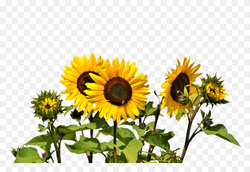 960x638 Sun Flower Design Clip Art Gardening Flower And Vegetables - Sunflower Clip Art Free