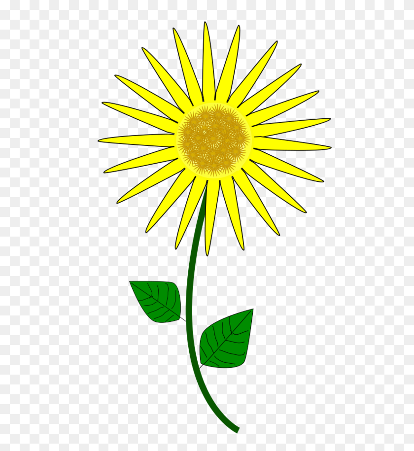 605x855 Sunflower Clip Art Free Clipart To Use Resource - Sunflower Clipart Outline