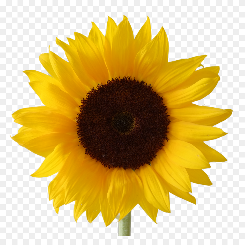 1200x1200 Sunflower Clip Art Images Black - Sunflower Clipart Outline