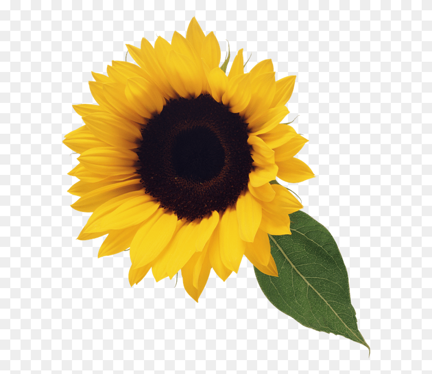 600x667 Sunflower Clip Art M Gardening Flower And Vegetables - Sunflower Clip Art Free