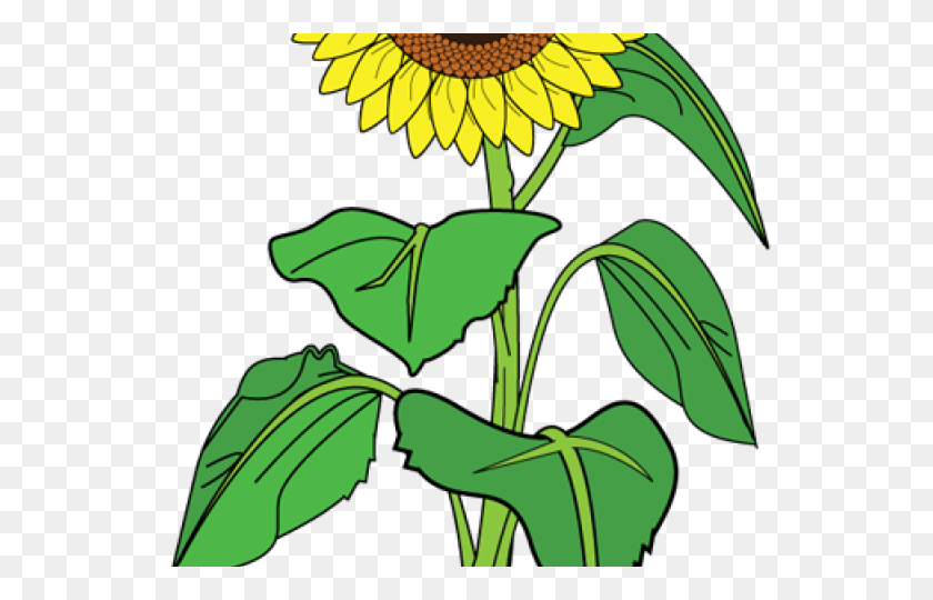 640x480 Sunflower Clipart - Sunflower Clipart