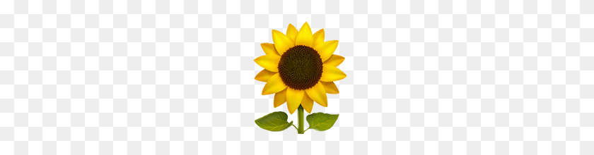 160x160 Sunflower Emoji - Sunflower Emoji PNG