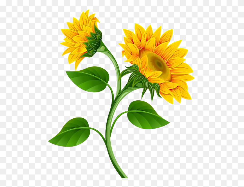 512x583 Sunflower Flower Nature Summer Png Stickers Yellow - Yellow Flower PNG