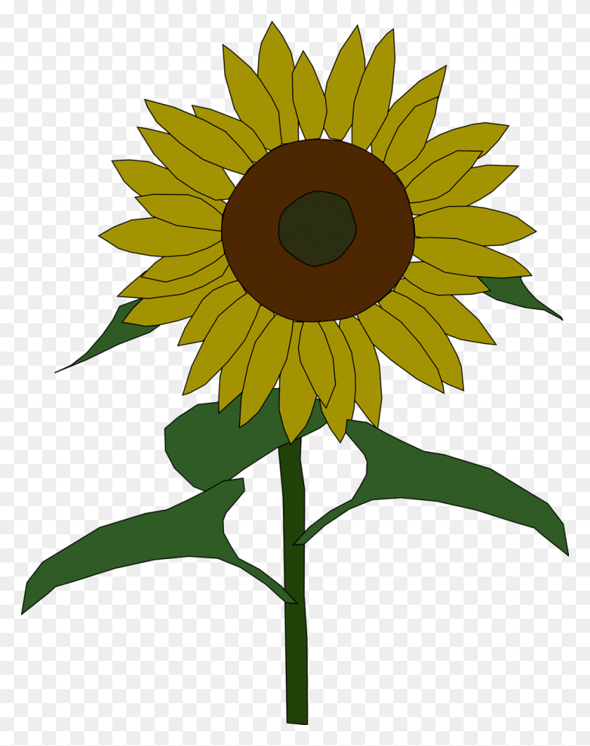 958x1230 Sunflower Free Stock Photo Illustration Of A Sunflower - Sunflower Clipart Transparent