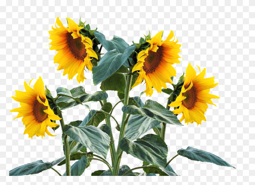 960x677 Sunflower Free Sunflower Clip Art Free Clipart Images - Motorcycle Clipart Free