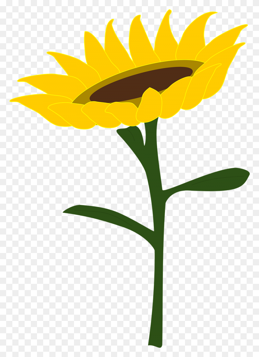 910x1280 Sunflower, Honey, Sunflower Field, Summer, Plants - Summer Flowers PNG