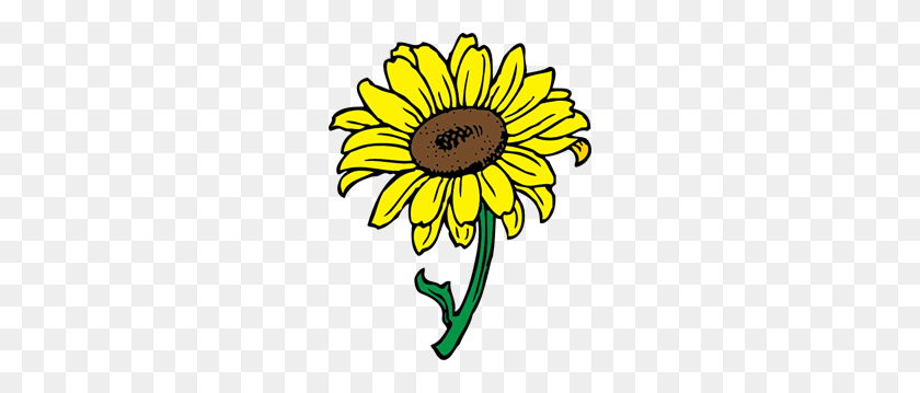 240x299 Sunflower In Color Png Clip Arts For Web - Sunflower PNG