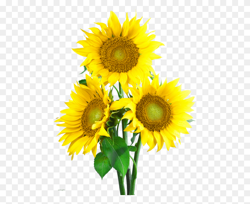 480x626 Sunflower Png - Sunflower PNG