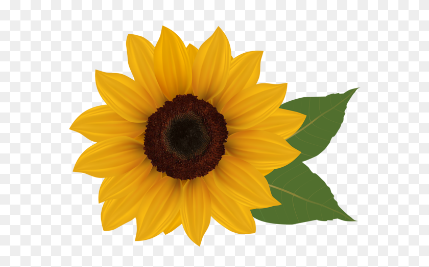 600x462 Sunflower Png Clipart - Seed PNG