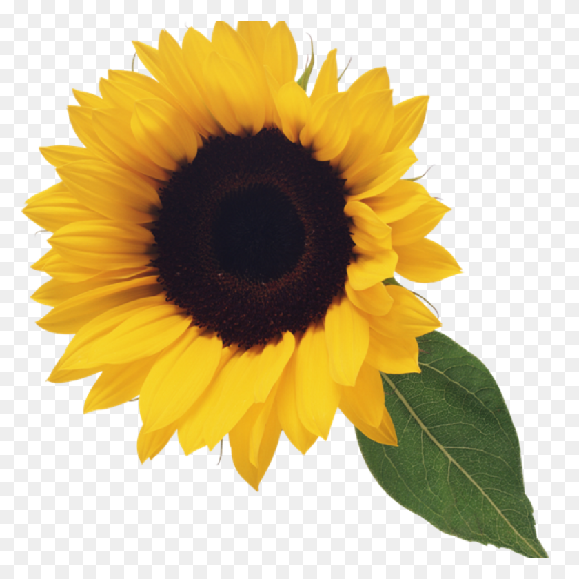 1024x1024 Sunflower Png Clipart Image Free Computer - Sunflower Images Clip Art