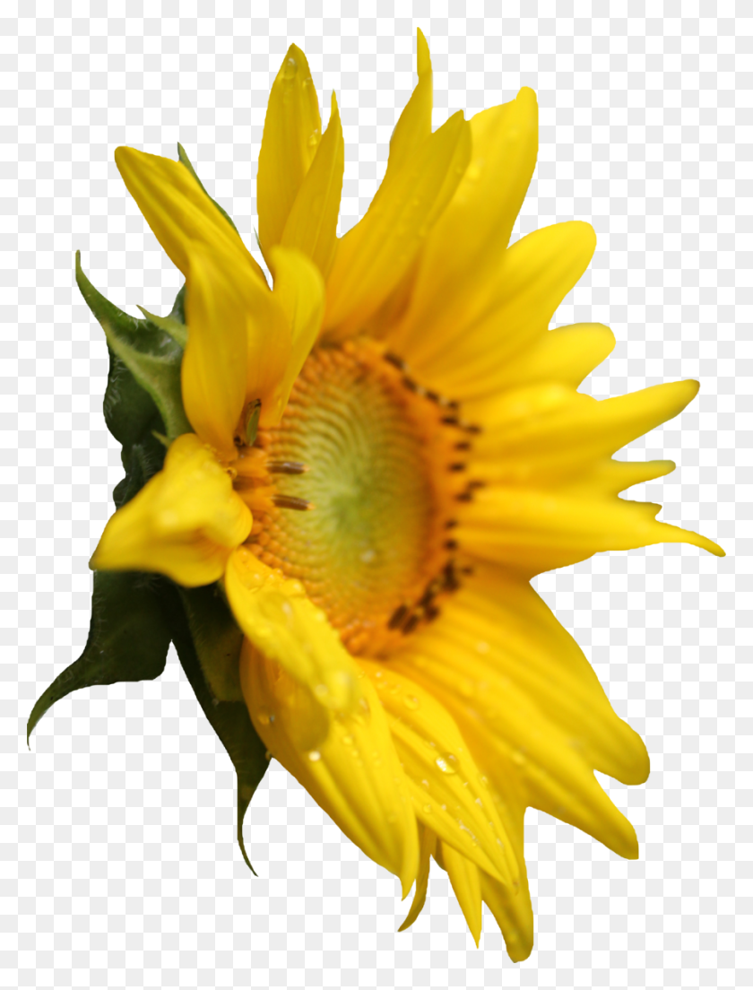 900x1205 Sunflower Png Images Free Download - Sunflower PNG