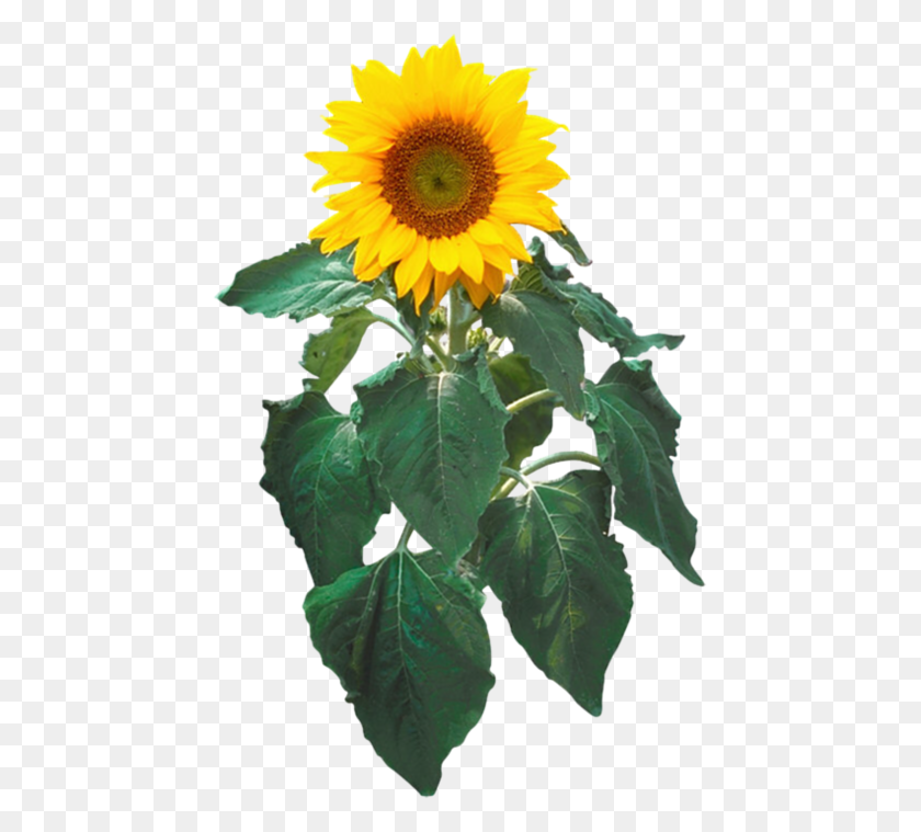 451x699 Sunflower Png Images Transparent Background - Sunflower PNG
