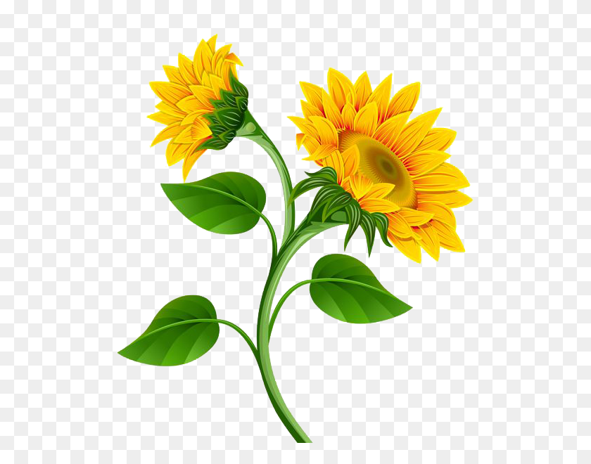 537x600 Sunflower Png Images Transparent Free Download - Sunflower Emoji PNG