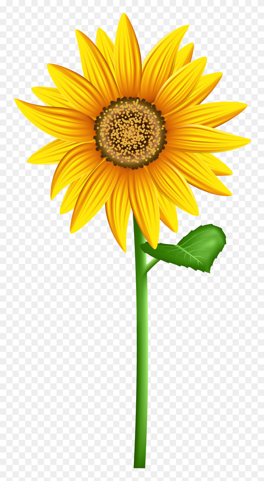 4241x8000 Sunflower Png Transparent Clip Art - Sunflower PNG