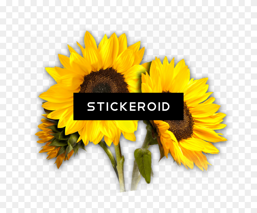 728x636 Sunflower Trio - Sunflower Emoji PNG