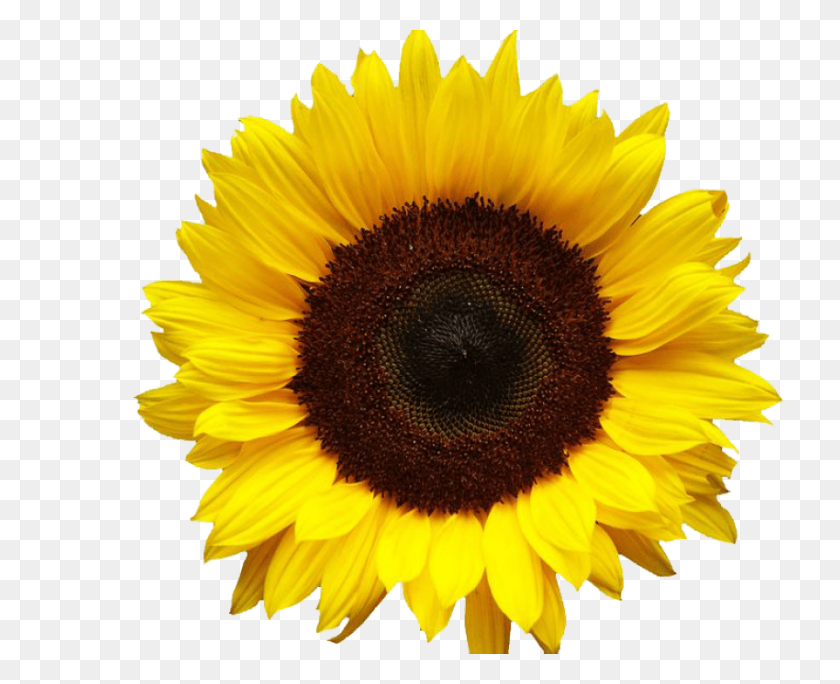850x680 Sunflowers Png - Sunflower PNG