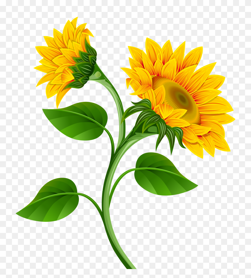 4563x5096 Sunflowers Png Clipart - Sunflower Clipart PNG