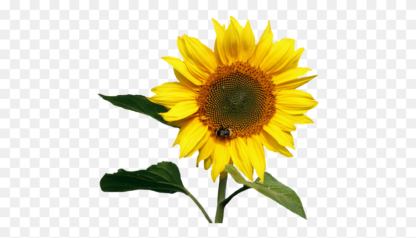 450x422 Sunflowers Png Transparent Images - Sunflower PNG