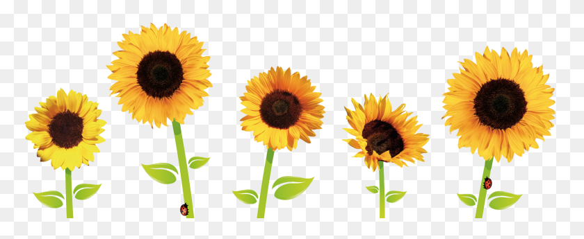 1499x548 Sunflowers Png Transparent Sunflowers Images - Sunflower PNG