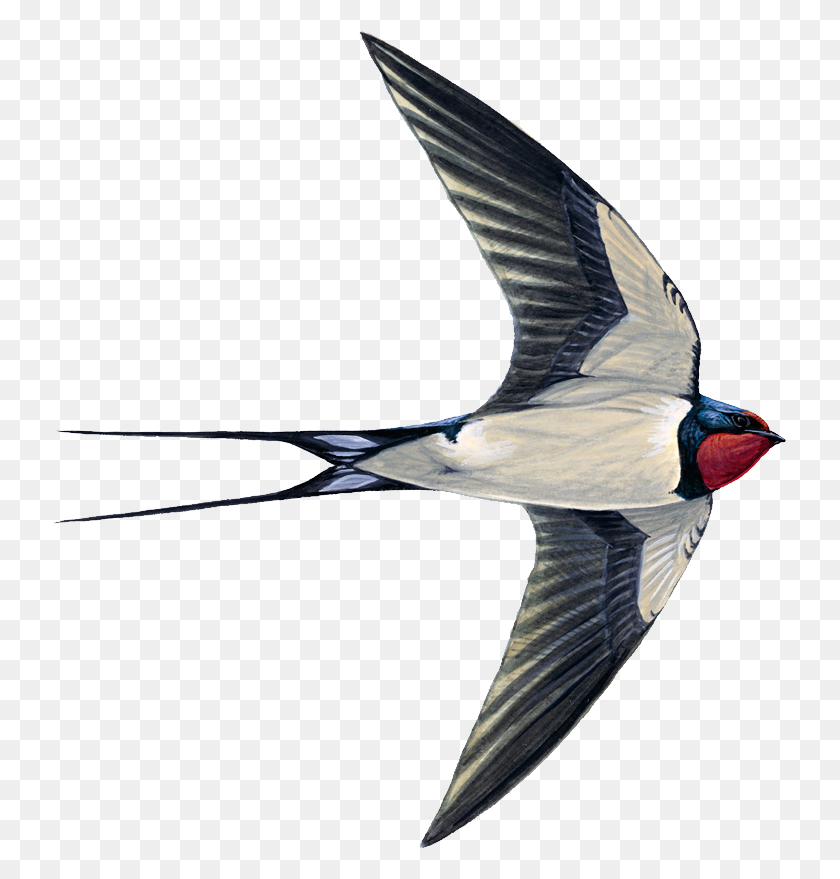 733x819 Swallow Png - Cliff PNG
