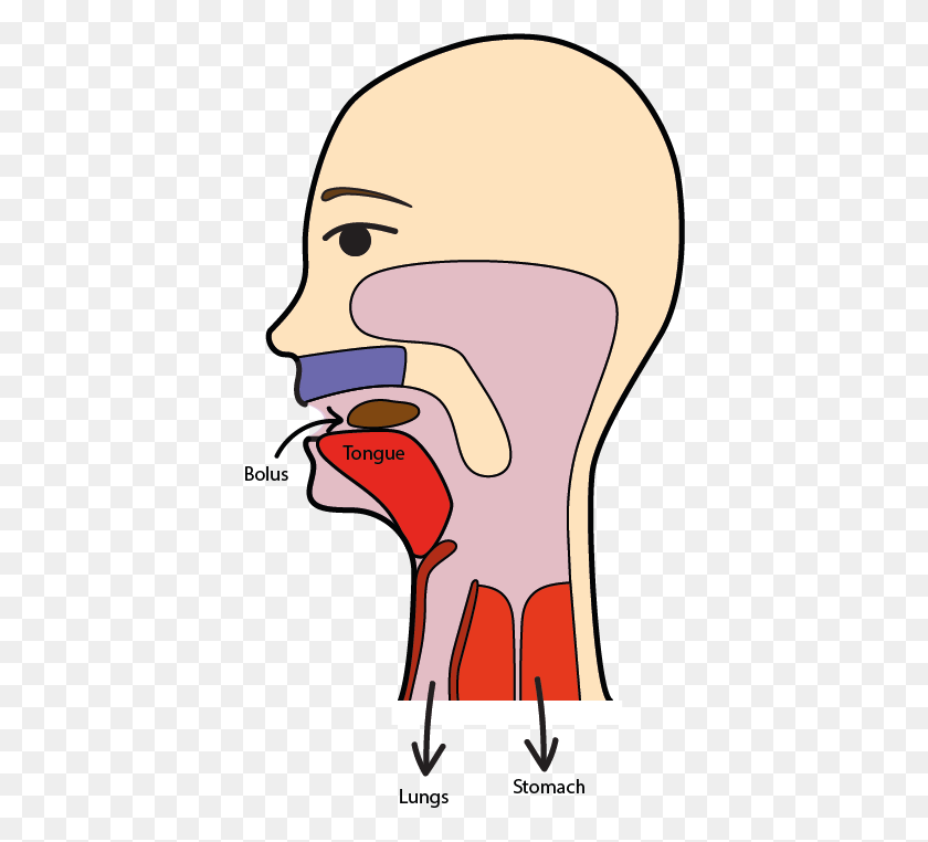 400x702 Swallowing - Saliva Clipart