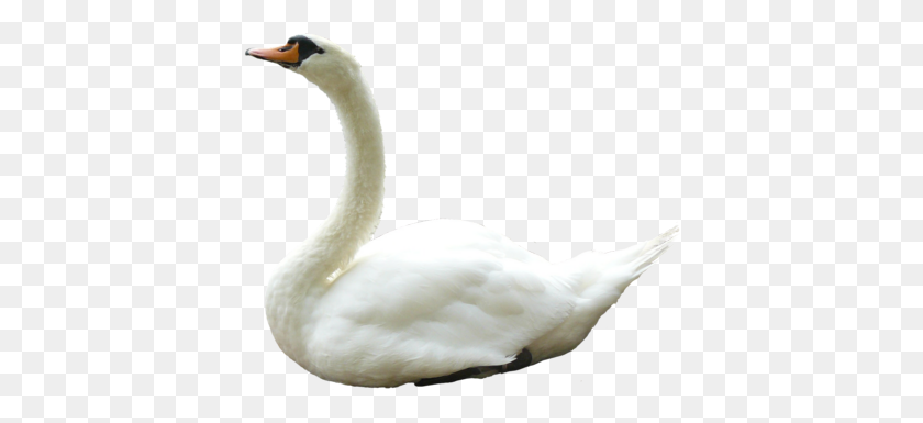 400x325 Swan Png Images Free Download - White Feather PNG