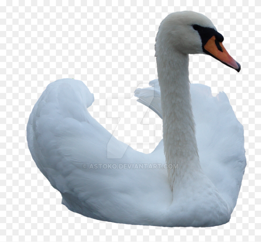 800x740 Swan Png Stock - Swan PNG