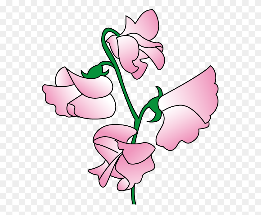 569x631 Sweet Pea Flower Clip Art - Yak Clipart